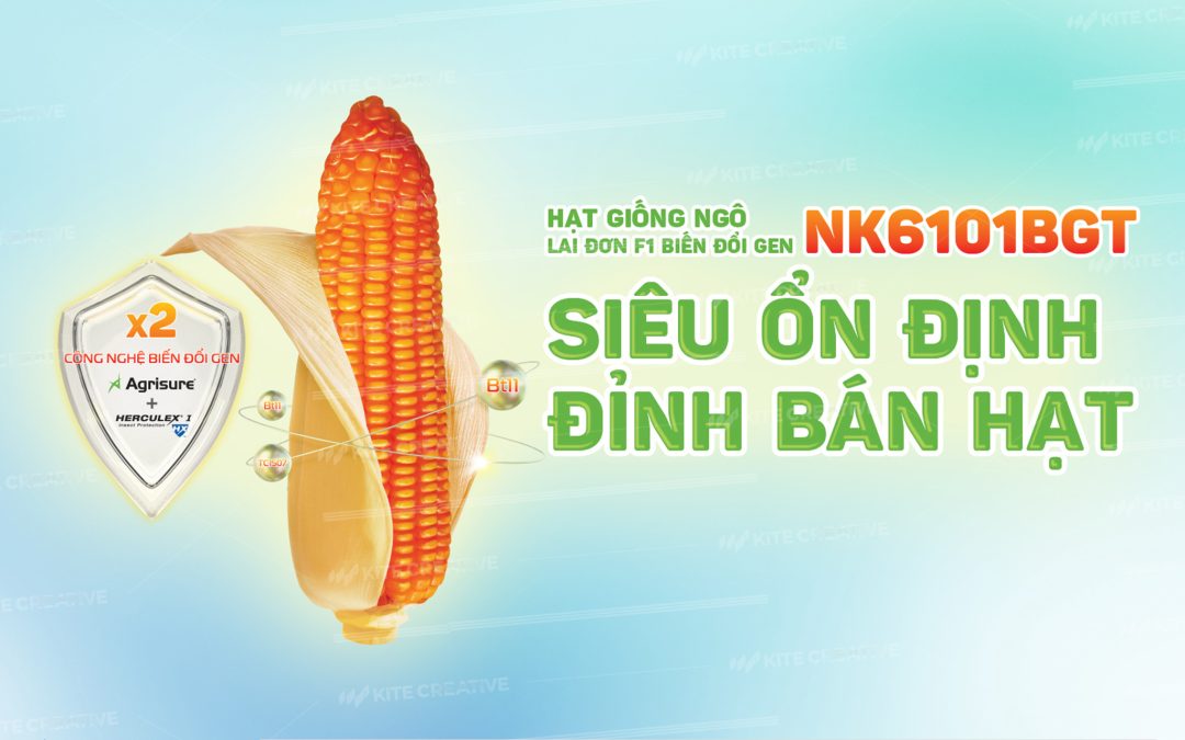 Syngenta – Hạt giống ngô lai đơn F1 biến đổi Gen – NK6101BGT