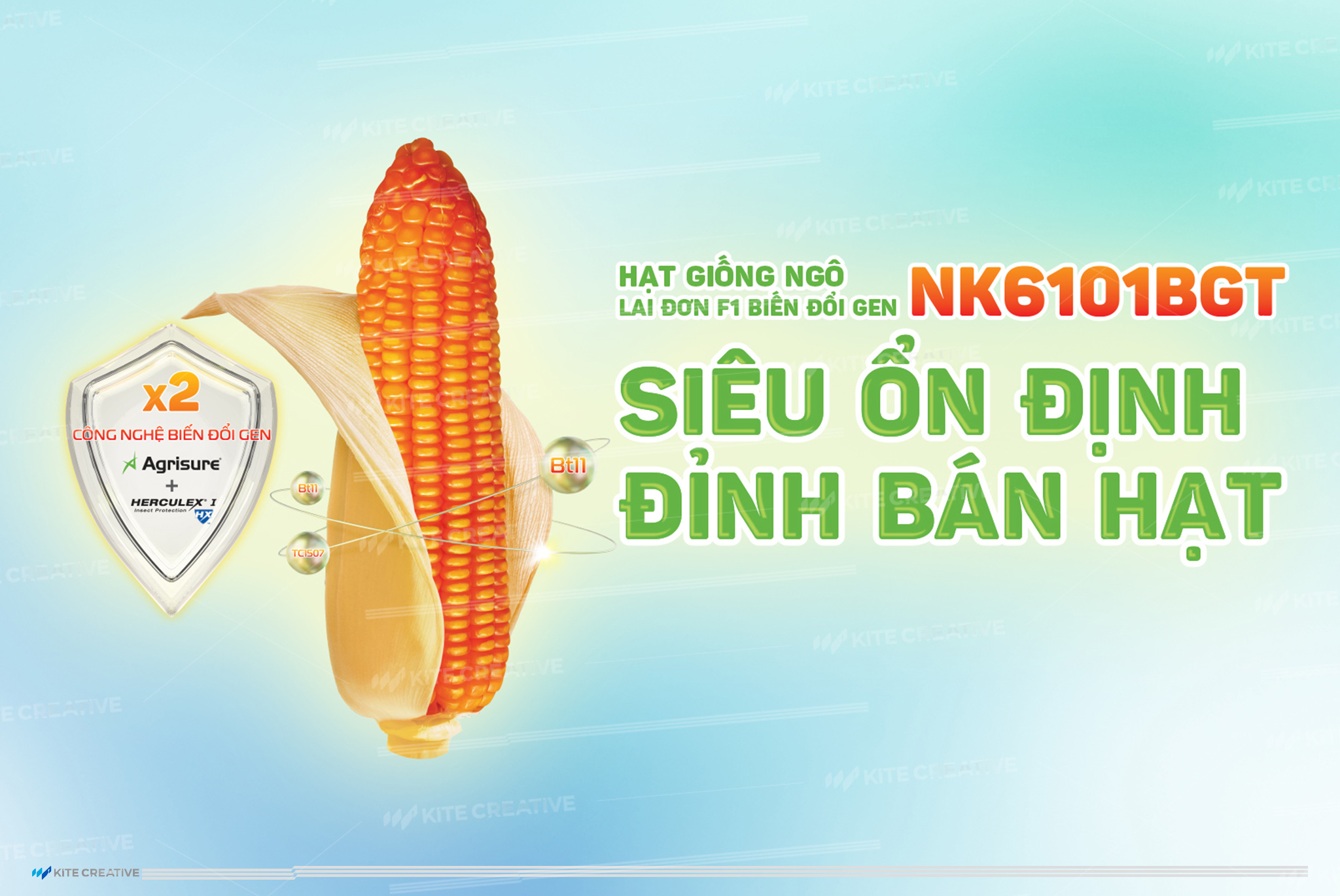 Syngenta – Hạt giống ngô lai đơn F1 biến đổi Gen – NK6101BGT